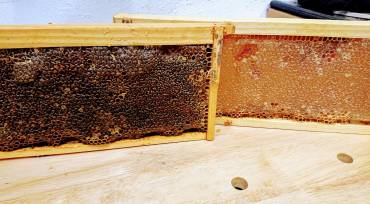 Late Summer 2020 Honey Harvest