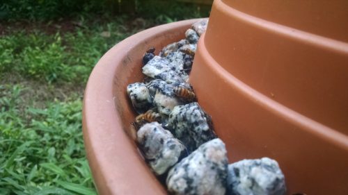 Simple Automatic Bee Waterer