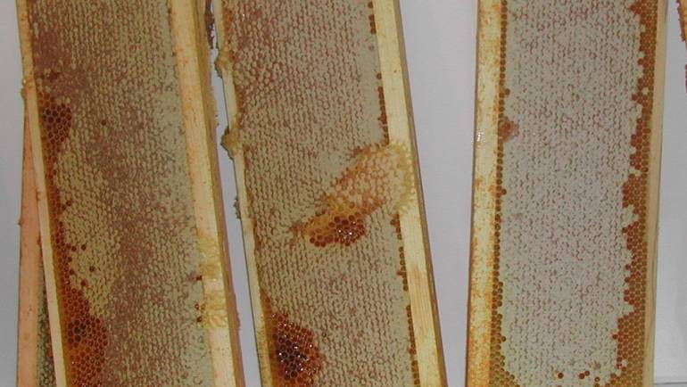 Ormewood Honey Harvest 2018