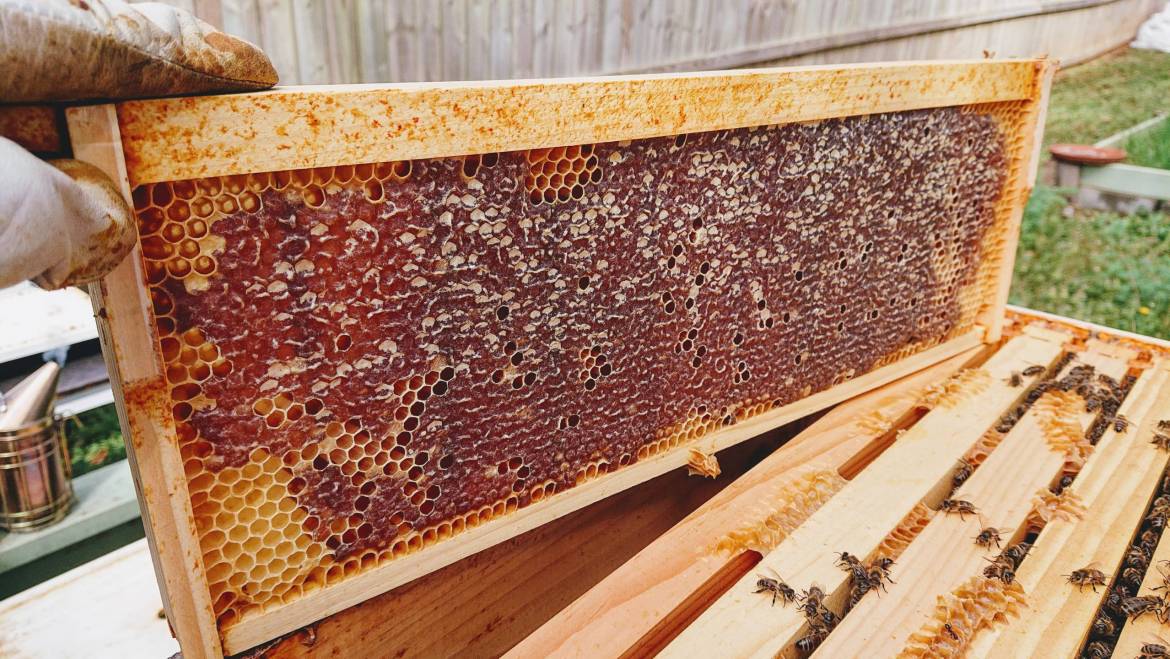 Supplemental Hive Inspection