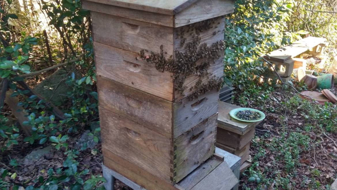 Re-Homing a Bee Hive Gone Feral